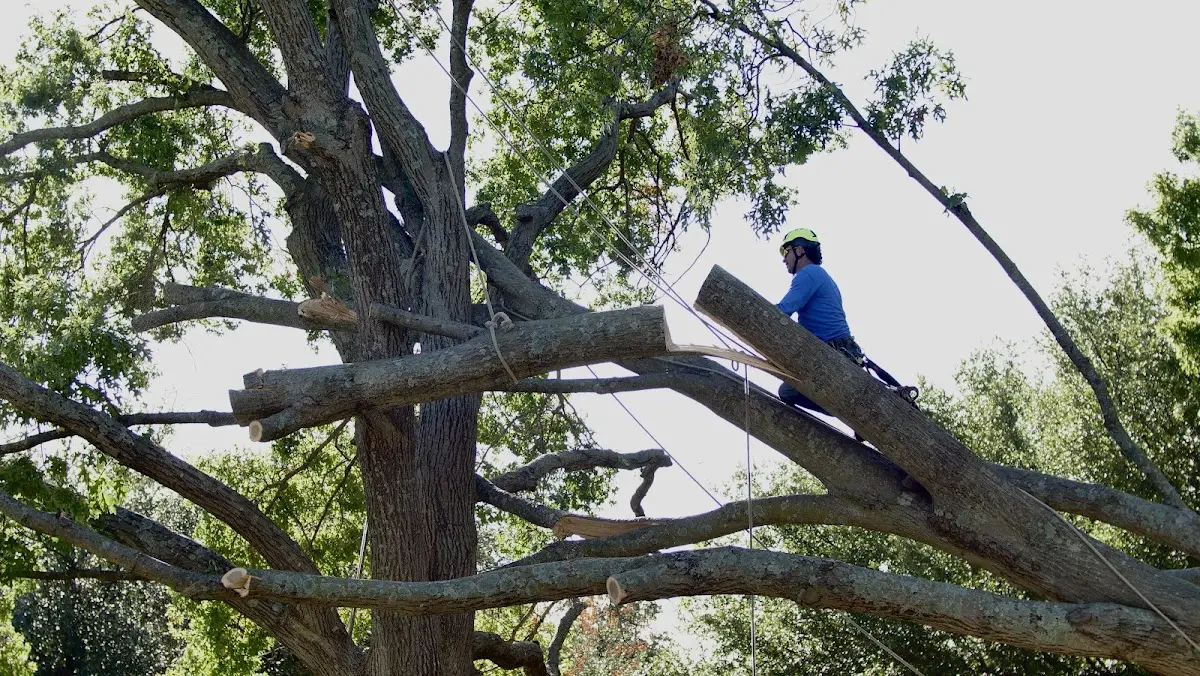 Professional Hazardous Tree Removal performed by certified arborists in New Bedford