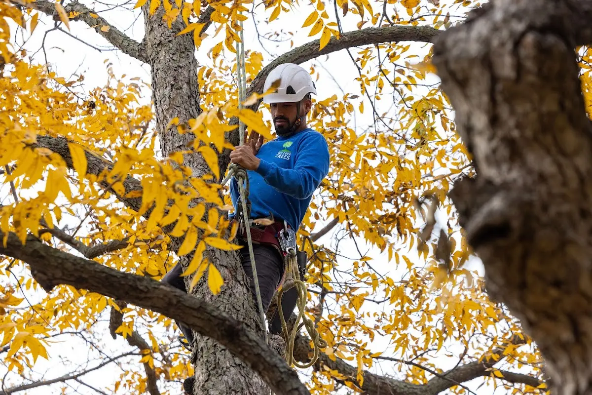 Skilled Storm Damage Cleanup crew working in New Bedford
