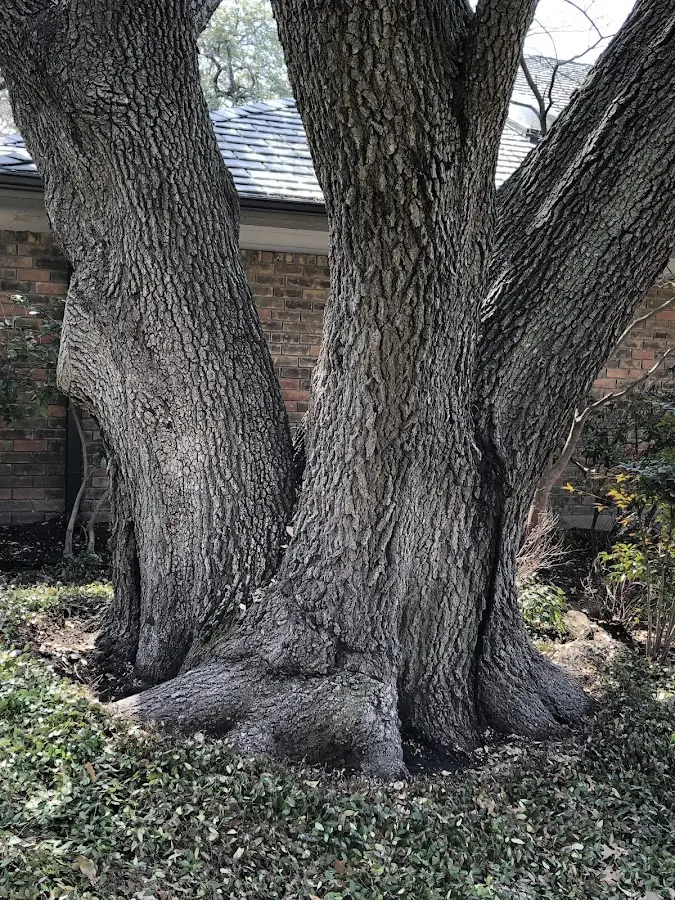 Mature heritage tree close to a New Bedford property cared for by certified arborists